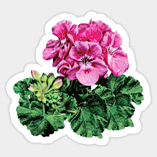 Pink Geranium with Dew Sticker